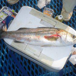 オリジナルメーカー海づり公園(市原市海づり施設) 釣果