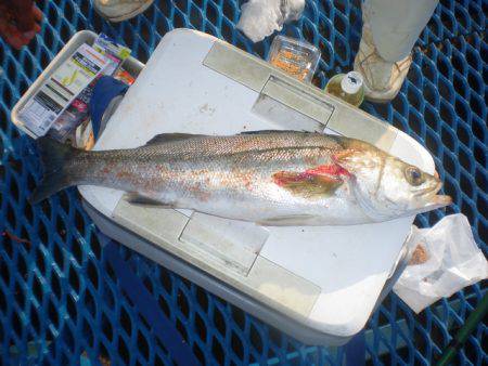 オリジナルメーカー海づり公園(市原市海づり施設) 釣果