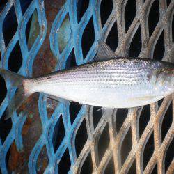 オリジナルメーカー海づり公園(市原市海づり施設) 釣果