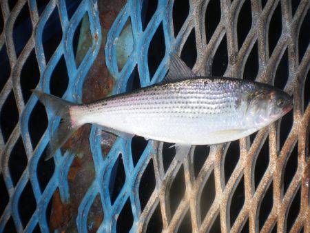 オリジナルメーカー海づり公園(市原市海づり施設) 釣果