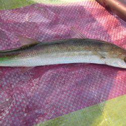 オリジナルメーカー海づり公園(市原市海づり施設) 釣果