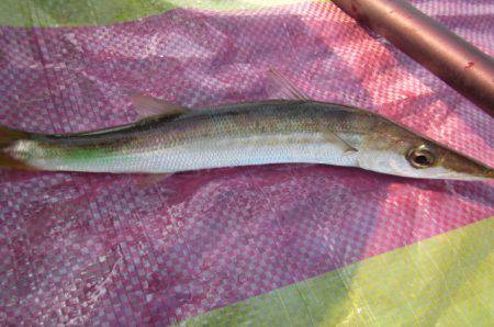 オリジナルメーカー海づり公園(市原市海づり施設) 釣果