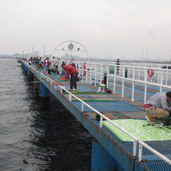 オリジナルメーカー海づり公園(市原市海づり施設) 釣果