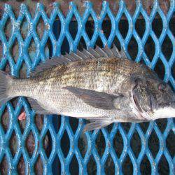 オリジナルメーカー海づり公園(市原市海づり施設) 釣果