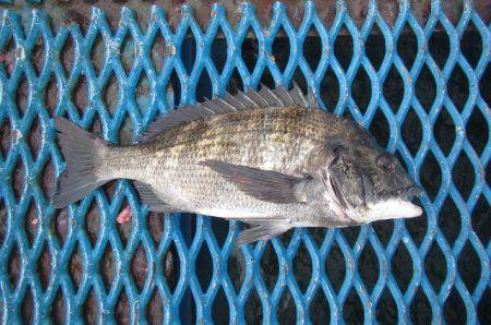 オリジナルメーカー海づり公園(市原市海づり…