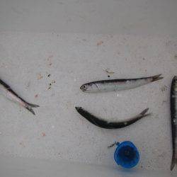 オリジナルメーカー海づり公園(市原市海づり施設) 釣果