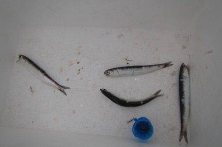 オリジナルメーカー海づり公園(市原市海づり施設) 釣果