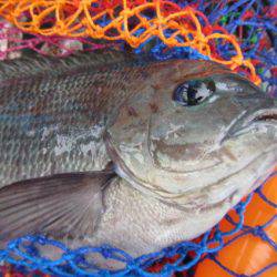 オリジナルメーカー海づり公園(市原市海づり施設) 釣果