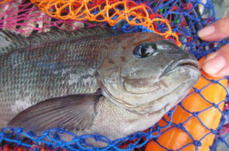 オリジナルメーカー海づり公園(市原市海づり施設) 釣果