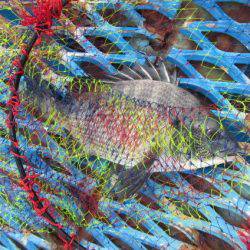 オリジナルメーカー海づり公園(市原市海づり施設) 釣果