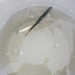 オリジナルメーカー海づり公園(市原市海づり施設) 釣果