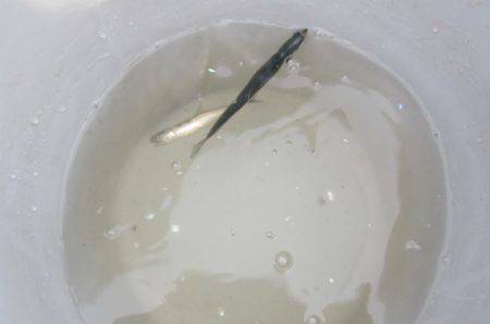 オリジナルメーカー海づり公園(市原市海づり施設) 釣果