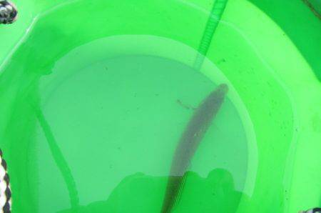 オリジナルメーカー海づり公園(市原市海づり施設) 釣果