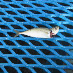 オリジナルメーカー海づり公園(市原市海づり施設) 釣果