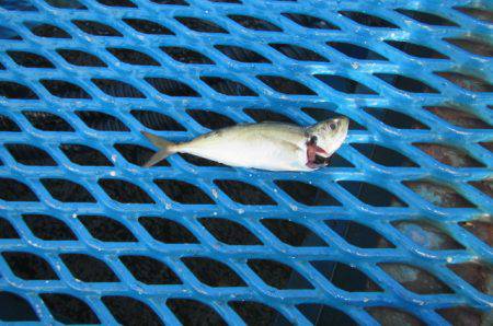 オリジナルメーカー海づり公園(市原市海づり施設) 釣果