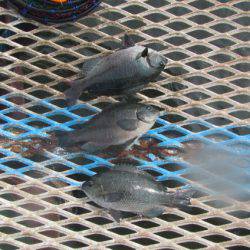 オリジナルメーカー海づり公園(市原市海づり施設) 釣果