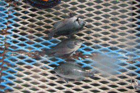 オリジナルメーカー海づり公園(市原市海づり施設) 釣果