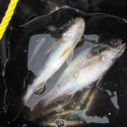 オリジナルメーカー海づり公園(市原市海づり施設) 釣果