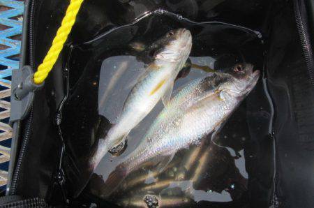 オリジナルメーカー海づり公園(市原市海づり施設) 釣果