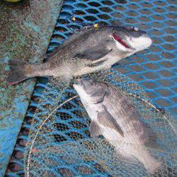 オリジナルメーカー海づり公園(市原市海づり施設) 釣果