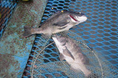 オリジナルメーカー海づり公園(市原市海づり…