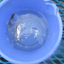 オリジナルメーカー海づり公園(市原市海づり施設) 釣果