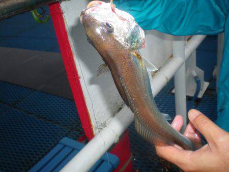 オリジナルメーカー海づり公園(市原市海づり施設) 釣果