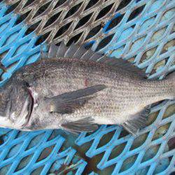 オリジナルメーカー海づり公園(市原市海づり施設) 釣果