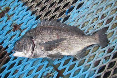 オリジナルメーカー海づり公園(市原市海づり…