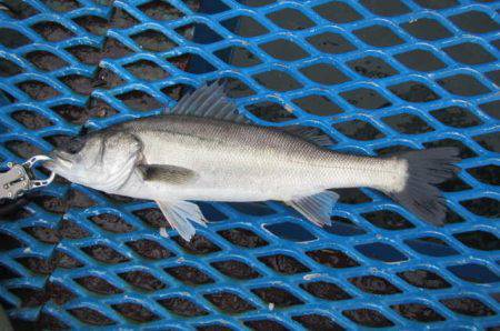オリジナルメーカー海づり公園(市原市海づり施設) 釣果