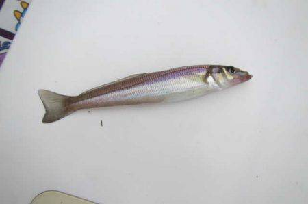 オリジナルメーカー海づり公園(市原市海づり施設) 釣果