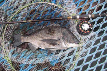 オリジナルメーカー海づり公園(市原市海づり施設) 釣果