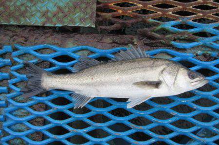 オリジナルメーカー海づり公園(市原市海づり施設) 釣果