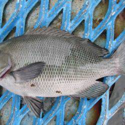 オリジナルメーカー海づり公園(市原市海づり施設) 釣果