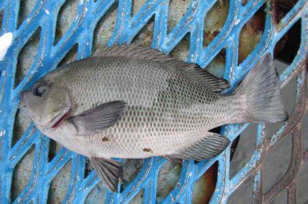 オリジナルメーカー海づり公園(市原市海づり施設) 釣果