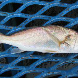 オリジナルメーカー海づり公園(市原市海づり施設) 釣果