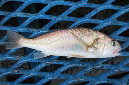 オリジナルメーカー海づり公園(市原市海づり施設) 釣果