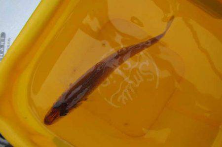 オリジナルメーカー海づり公園(市原市海づり施設) 釣果