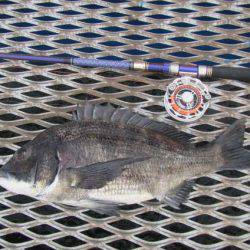 オリジナルメーカー海づり公園(市原市海づり施設) 釣果