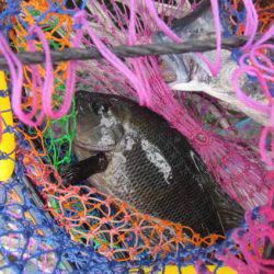 オリジナルメーカー海づり公園(市原市海づり施設) 釣果