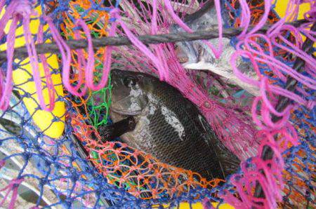 オリジナルメーカー海づり公園(市原市海づり施設) 釣果