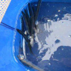 オリジナルメーカー海づり公園(市原市海づり施設) 釣果