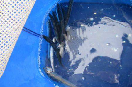 オリジナルメーカー海づり公園(市原市海づり施設) 釣果