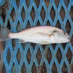 オリジナルメーカー海づり公園(市原市海づり施設) 釣果
