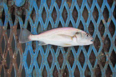 オリジナルメーカー海づり公園(市原市海づり施設) 釣果