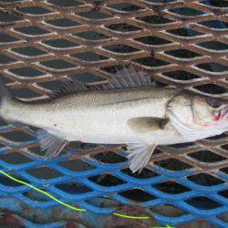 オリジナルメーカー海づり公園(市原市海づり施設) 釣果