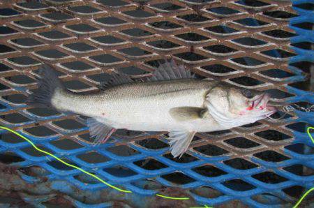 オリジナルメーカー海づり公園(市原市海づり施設) 釣果