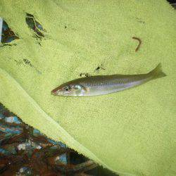 オリジナルメーカー海づり公園(市原市海づり施設) 釣果