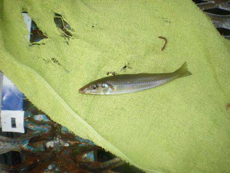 オリジナルメーカー海づり公園(市原市海づり施設) 釣果