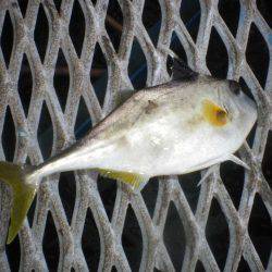 オリジナルメーカー海づり公園(市原市海づり施設) 釣果